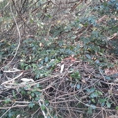 Cissus hypoglauca at Bermagui, NSW - 27 Sep 2024 03:07 PM