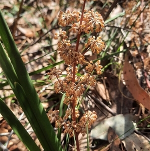 Lomandra multiflora at Bermagui, NSW - 27 Sep 2024