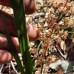 Lomandra multiflora at Bermagui, NSW - 27 Sep 2024