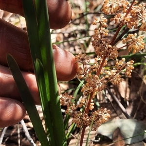 Lomandra multiflora at Bermagui, NSW - 27 Sep 2024