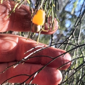 Exocarpos cupressiformis at Bermagui, NSW - 27 Sep 2024