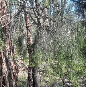 Exocarpos cupressiformis at Bermagui, NSW - 27 Sep 2024