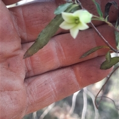 Billardiera mutabilis (Climbing Apple Berry, Apple Berry, Snot Berry, Apple Dumblings, Changeable Flowered Billardiera) at Bermagui, NSW - 27 Sep 2024 by TheCrossingLand