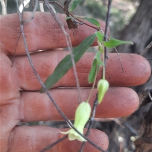 Billardiera mutabilis at Bermagui, NSW - 27 Sep 2024