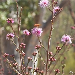 Kunzea parvifolia (Violet Kunzea) at Kambah, ACT - 27 Sep 2024 by LineMarie