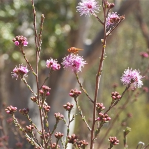 Kunzea parvifolia at Kambah, ACT - 27 Sep 2024 12:55 PM