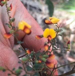 Bossiaea obcordata at Bermagui, NSW - 27 Sep 2024