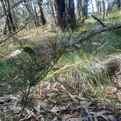 Bossiaea obcordata at Bermagui, NSW - 27 Sep 2024