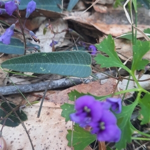 Hardenbergia violacea at Bermagui, NSW - 27 Sep 2024 02:46 PM