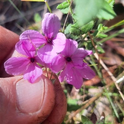 Tetratheca (genus) at Bermagui, NSW - 27 Sep 2024 by TheCrossingLand