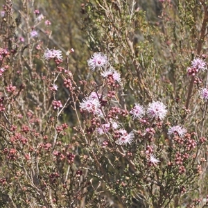 Kunzea parvifolia at Kambah, ACT - 27 Sep 2024