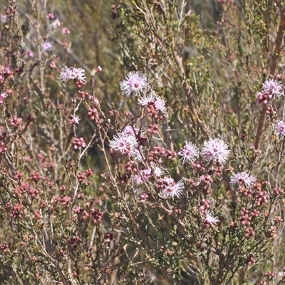 Kunzea parvifolia (Violet Kunzea) at Kambah, ACT - 27 Sep 2024 by LinePerrins