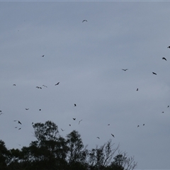 Milvus migrans (Black Kite) at Carrathool, NSW - 24 Sep 2024 by MB