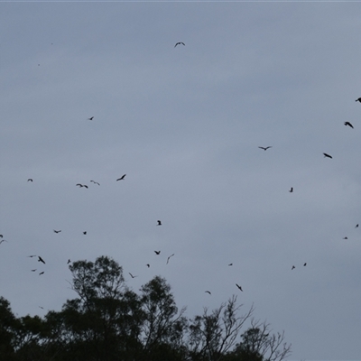 Milvus migrans (Black Kite) at Carrathool, NSW - 24 Sep 2024 by MB