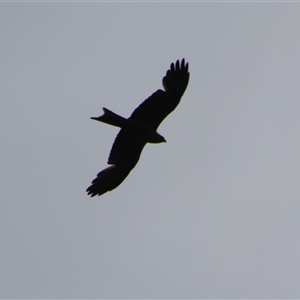 Milvus migrans at Carrathool, NSW - 25 Sep 2024 08:56 AM