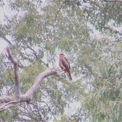 Milvus migrans at Carrathool, NSW - 25 Sep 2024 08:56 AM