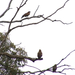 Milvus migrans at Carrathool, NSW - 25 Sep 2024 08:56 AM