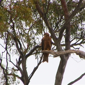 Milvus migrans at Carrathool, NSW - 25 Sep 2024 08:56 AM