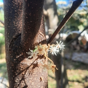 Androcalva rossii at Bermagui, NSW - 27 Sep 2024