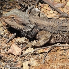 Pogona barbata (Eastern Bearded Dragon) at Kambah, ACT - 27 Sep 2024 by LinePerrins