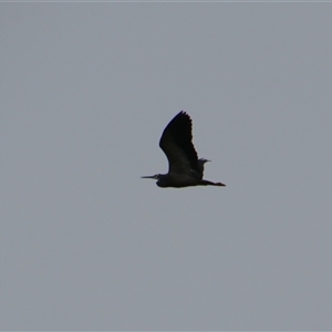 Egretta novaehollandiae at Carrathool, NSW - 25 Sep 2024 08:35 AM