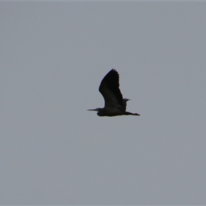 Egretta novaehollandiae at Carrathool, NSW - 25 Sep 2024