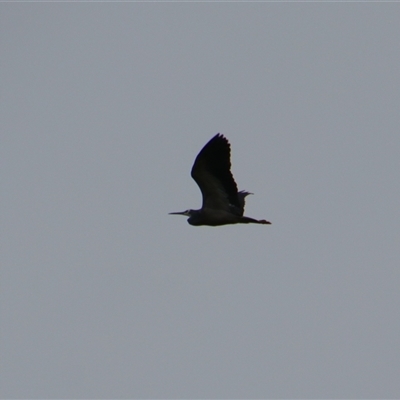 Egretta novaehollandiae (White-faced Heron) at Carrathool, NSW - 25 Sep 2024 by MB