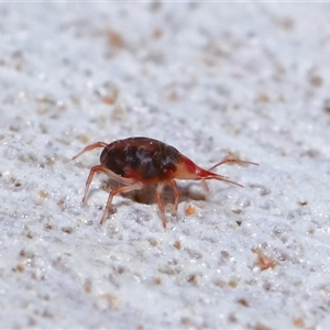 Bdellidae sp. (family) at Yarralumla, ACT - 13 Aug 2024 02:51 PM