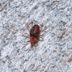 Bdellidae sp. (family) at Yarralumla, ACT - 13 Aug 2024 02:51 PM