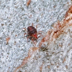 Bdellidae sp. (family) at Yarralumla, ACT - 13 Aug 2024 02:51 PM