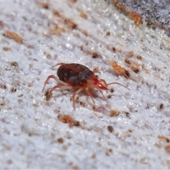 Bdellidae sp. (family) at Yarralumla, ACT - 13 Aug 2024 02:51 PM