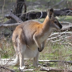 Notamacropus rufogriseus (Red-necked Wallaby) at Strathnairn, ACT - 17 Aug 2024 by TimL