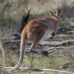 Notamacropus rufogriseus at Strathnairn, ACT - 17 Aug 2024 12:15 PM