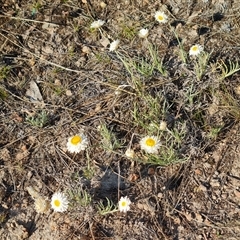 Leucochrysum albicans subsp. tricolor (Hoary Sunray) at Isaacs, ACT - 27 Sep 2024 by Mike