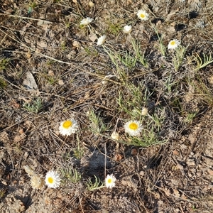 Leucochrysum albicans subsp. tricolor at Isaacs, ACT - 27 Sep 2024 04:15 PM