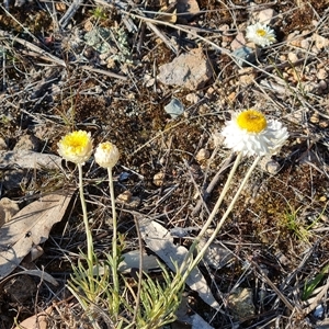 Leucochrysum albicans subsp. tricolor at Isaacs, ACT - 27 Sep 2024 04:15 PM