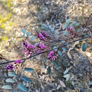 Indigofera australis subsp. australis at Fadden, ACT - 27 Sep 2024 04:12 PM