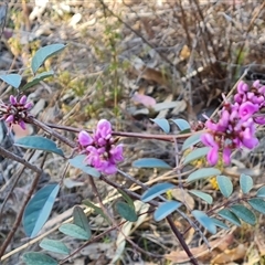 Indigofera australis subsp. australis at Fadden, ACT - 27 Sep 2024