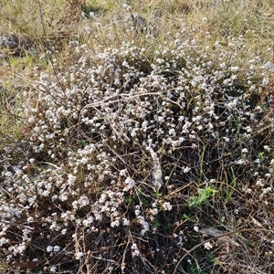 Leucopogon virgatus at Fadden, ACT - 27 Sep 2024