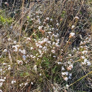 Leucopogon virgatus at Fadden, ACT - 27 Sep 2024