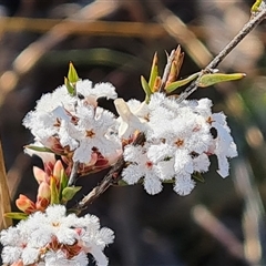 Leucopogon virgatus at Fadden, ACT - 27 Sep 2024