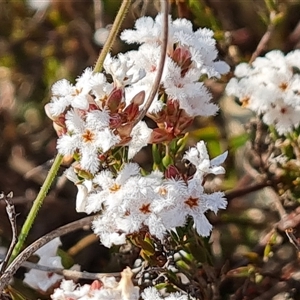 Leucopogon virgatus at Fadden, ACT - 27 Sep 2024