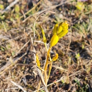 Bulbine bulbosa at Fadden, ACT - 27 Sep 2024