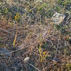 Bulbine bulbosa at Fadden, ACT - 27 Sep 2024