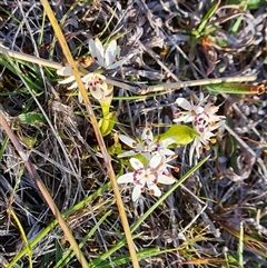 Wurmbea dioica subsp. dioica (Early Nancy) at Fadden, ACT - 27 Sep 2024 by Mike