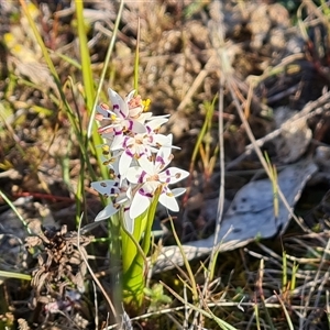 Wurmbea dioica subsp. dioica at Fadden, ACT - 27 Sep 2024 03:52 PM