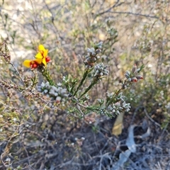 Dillwynia sericea (Egg And Bacon Peas) at Fadden, ACT - 27 Sep 2024 by Mike