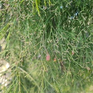 Exocarpos cupressiformis at Isaacs, ACT - 27 Sep 2024 03:21 PM