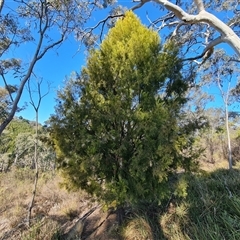 Exocarpos cupressiformis at Isaacs, ACT - 27 Sep 2024 03:21 PM