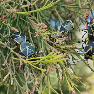 Commius elegans at Isaacs, ACT - 27 Sep 2024